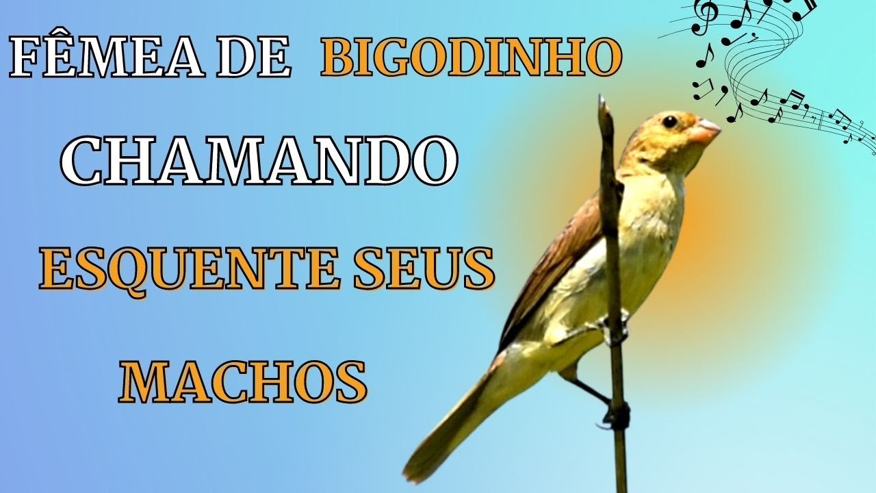 FÊMEAS de BIGODINHOS chamando na NATUREZA para enlouquecer seu BIGODE  !!!!!