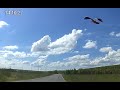 Коршун схватил змею перед мчащимся автомобилем/A kite grabbed a snake in front of a speeding car