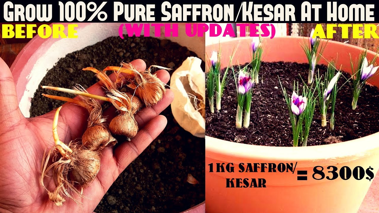 Grow 100% Pure Saffron/Kesar At Home- Easiest Way (With Updates)