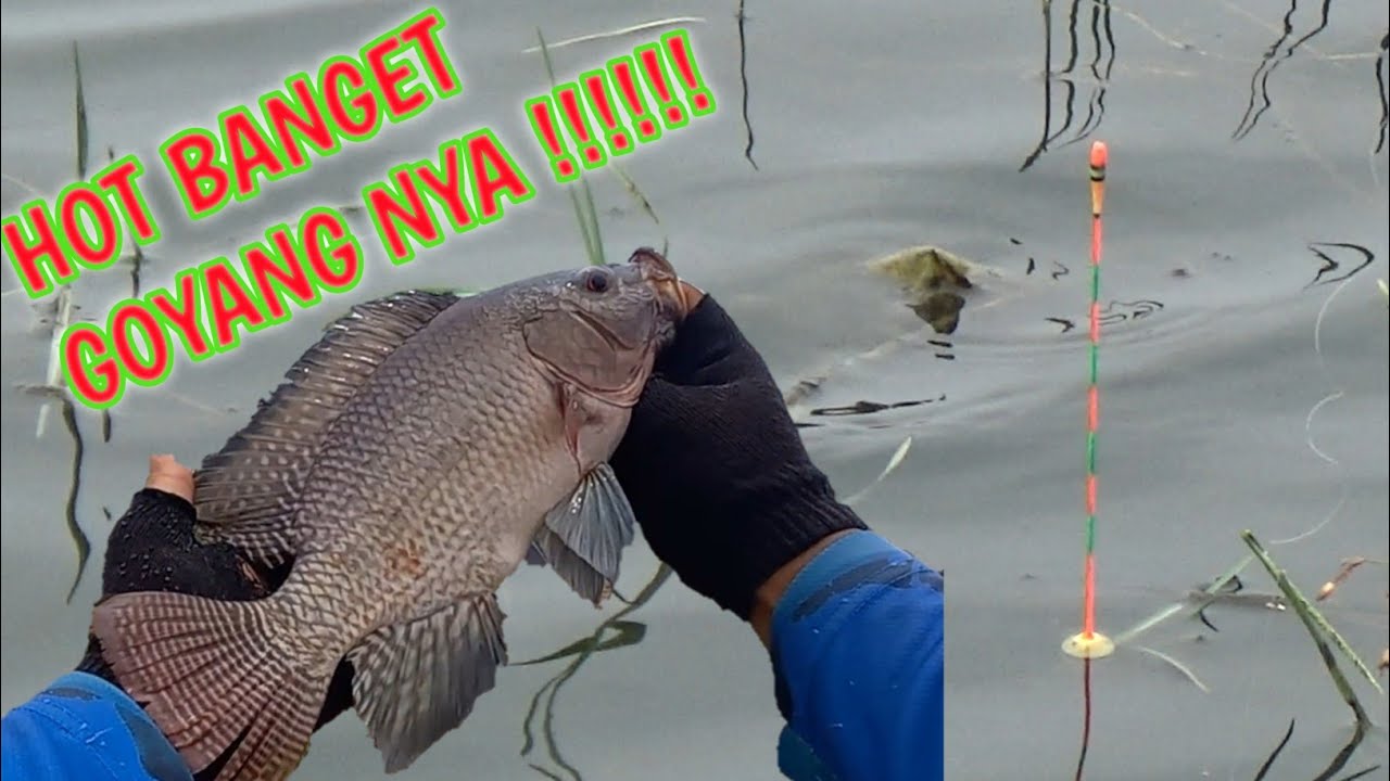GOYANGAN NENG NILANYA SEMOK BANGET BOS KUH  │MANCING LOBANG  │
