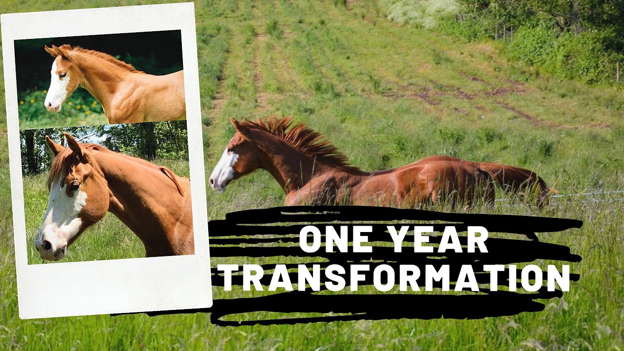 MY HOMEBRED OLDENBURG COLT TURNS 1| one year recap