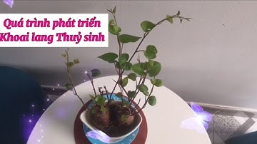 Quá trình phát triển khoai lang Thuỷ sinh
