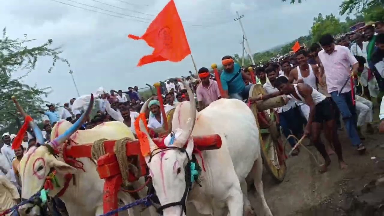 Akkimaradi Terabandi bull.s At Teradandi Race 🐂🐂🚩