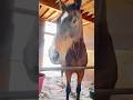 今日のさっちゃん。 #サチモ #horse #引退競技馬