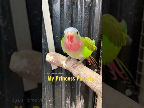 My Princess Parrots ! #shorts #shortsvideo #youtubeshorts