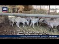 השוד המוזר ממכון וולקני: נגנבו עשרות כבשים המיועדות למחקר גנטי
