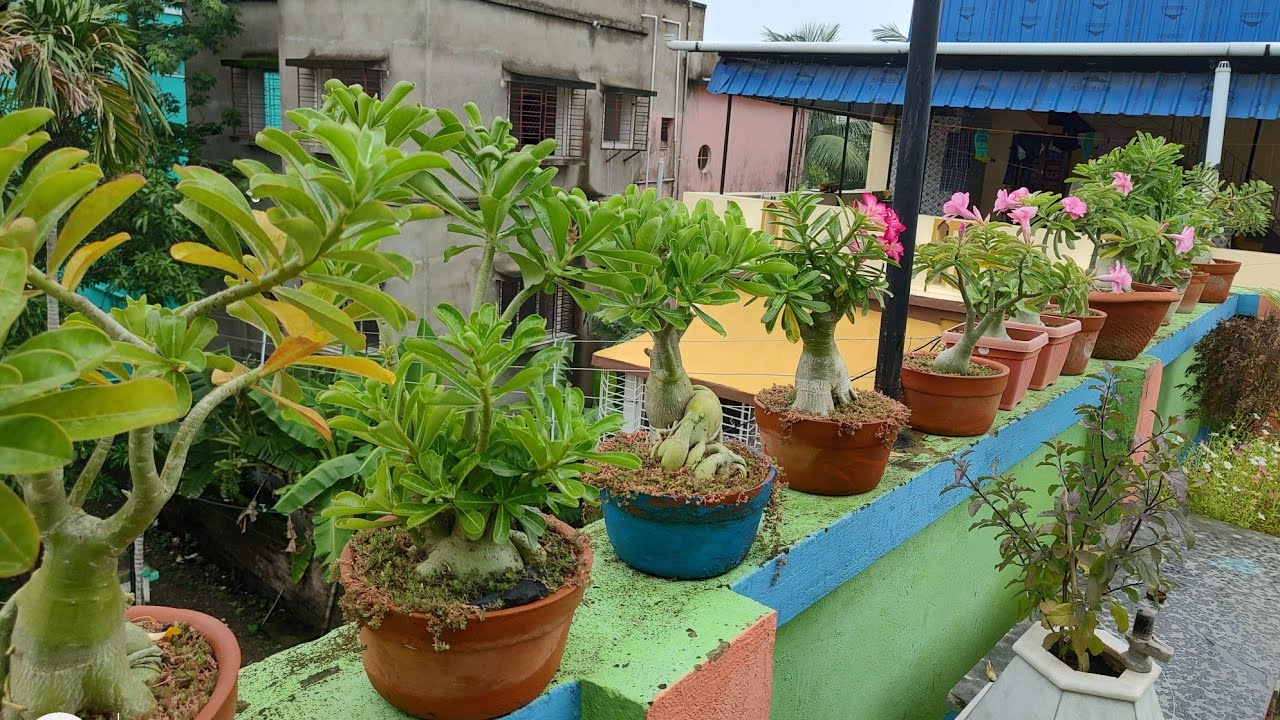 How to watering in Adeniums ll Adenium care in winter llJay Gardening