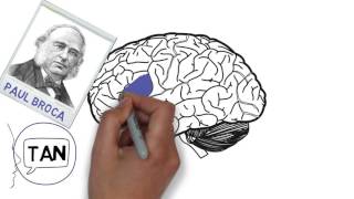 Brain Awareness Video Contest: Your Babbling Brain