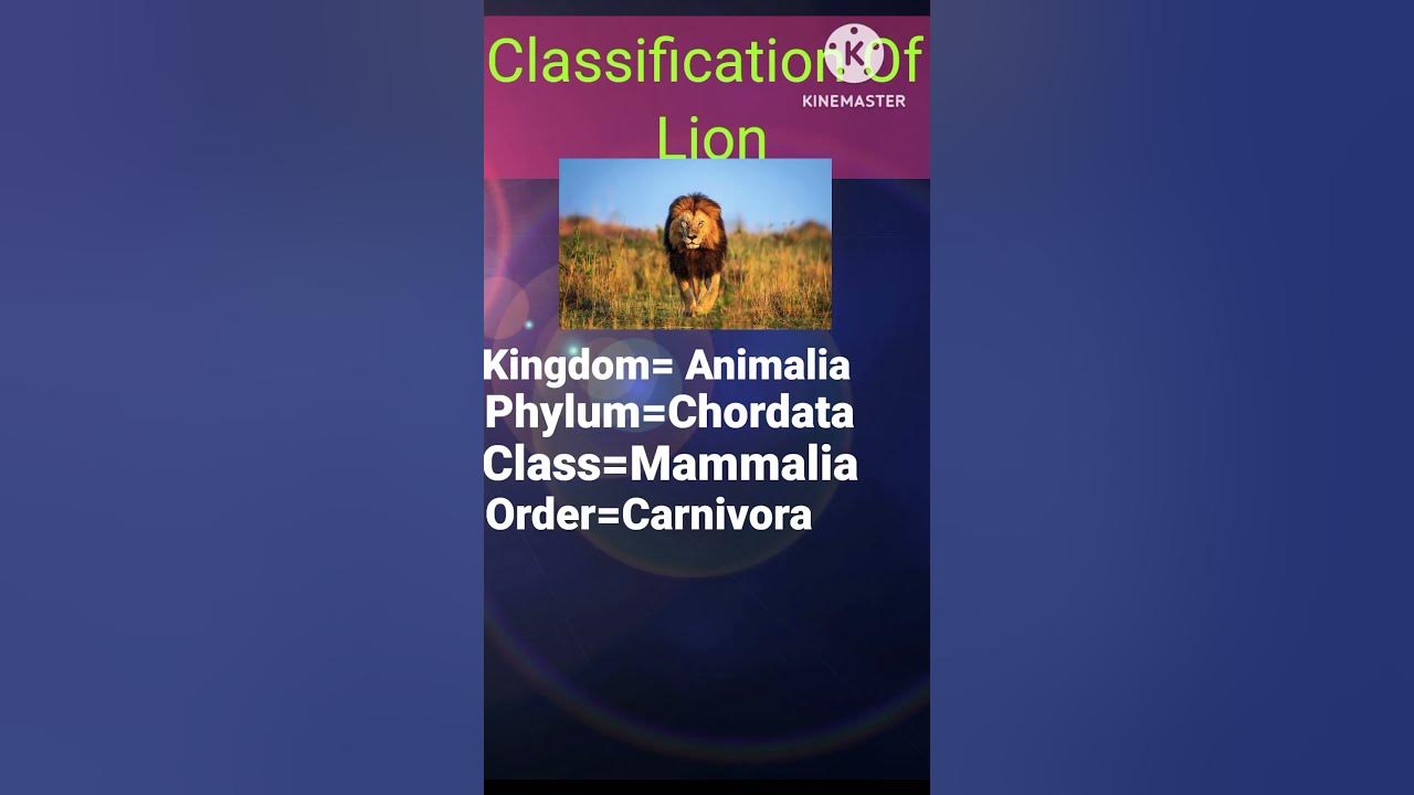 Taxonomical classification of Lion YouTube