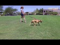 Boxer 9 months old out of control Before and After No Leash Boxer 9 months old out of control Before and After No Leash