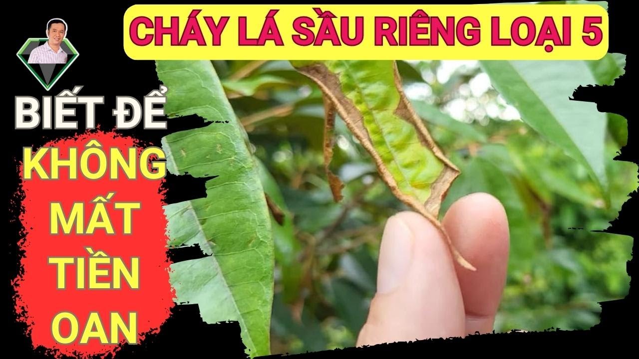 CẢNH BÁO: Cháy Lá Sầu Riêng Loại 5, Biết Để Không Mất Tiền Oan! | Lương Hồng Sơn