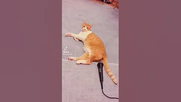 Nagulat Yung Pusa Sa Sarili Niyang Utot 
