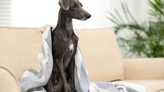 How Italian Greyhounds Make Great Service Dogs