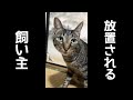 猫に放置される飼い主。