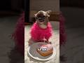 This Is The World Cutest Dog