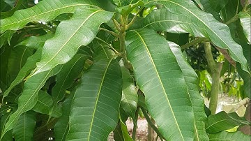 PHUN KÍCH CỬ 1 - XOÀI CÁT HÒA LỘC