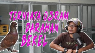 Download lagu THE FASTER THE CC, THE LESS STABLE IT GETS | PIGEON PODCAST | PUTRA LAPAN REBORN