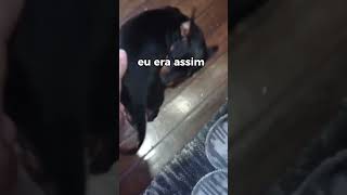 QUANDO EU ERA NENEM, EU ERA ASSIM 🐶 #pets #shelby #pinscher