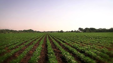 Fields and Yields - 5 Keys to Higher Yield Potential in Soybeans  3. Optimizing Fertility