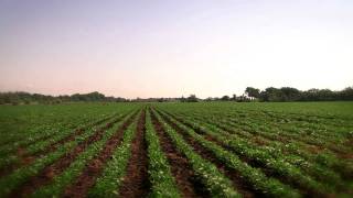 Fields and Yields - 5 Keys to Higher Yield Potential in Soybeans  3. Optimizing Fertility