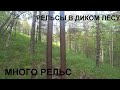 РЕЛЬСЫ В ДИКОМ ЛЕСУ. МНОГО РЕЛЬС.