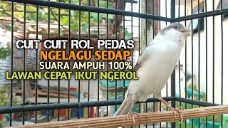 kenari gacor panjang Cuit Cuit EMOSI, Pancingan Kenari Paud Belajar Bunyi, terapi AMPUH Kenari MACET