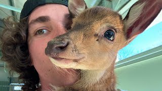 How to Catch and Cook Baby Deer by The Urban Rescue Ranch 731,761 views 2 months ago 12 minutes
