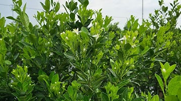 Quất cảnh lùm đất Hưng Yên 2026 tương lai cực đẹp @NhaVuonDuyHiep