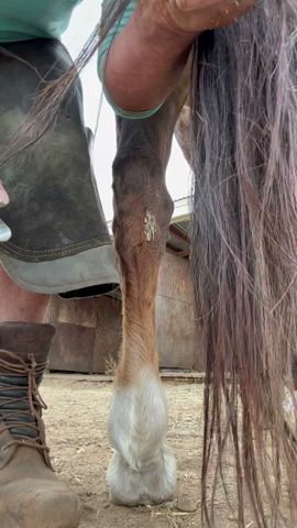 Horse  Chestnuts #horse #farrier #equestrian  #hequid #horses  #satisfying   #asmr #oddlysatisfying