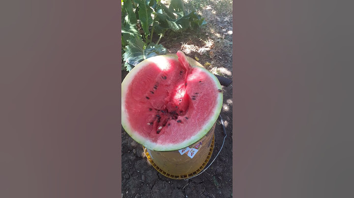 Pepene verde turcesc, este bun sau rău?