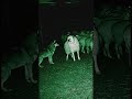You Picked The WRONG Sheep! Guard Dog's Epic Reveal Sends Wolf Running. #animals #animalplanet