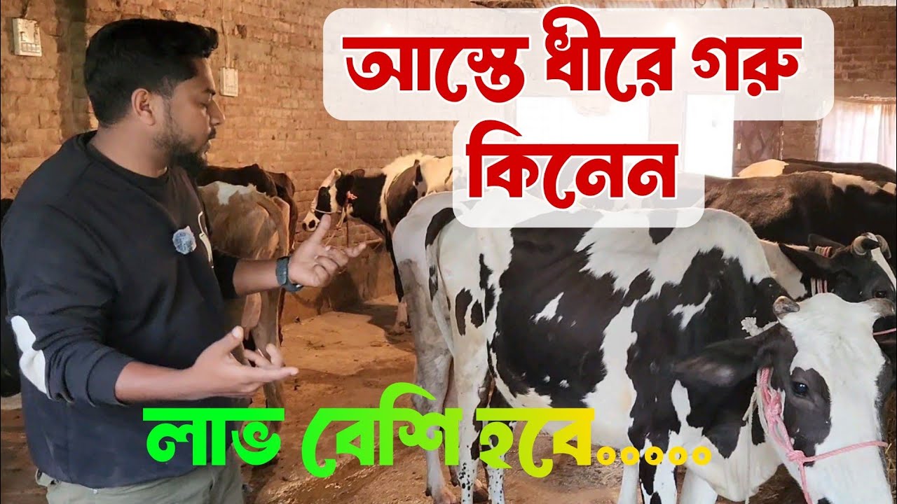 বুঝে শুনে গরু কিনুন,, তাতেই লাভ বেশি হবে।। 