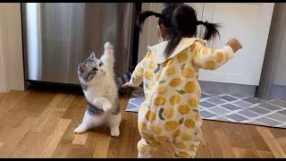 Try Not To Laugh Funniest Cat Compilation - Laugh Trigger