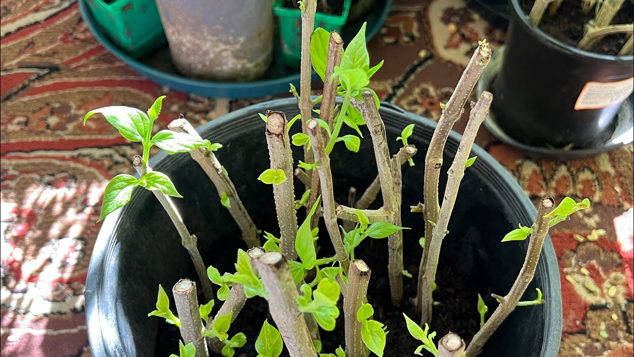How To Grow Parijat Plant From Cutting YouTube how-to-grow-parijat-plant-from-cutting-youtube
