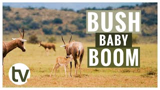 Baby Boom on the Reserve by Shamwari TV 882 views 1 year ago 10 minutes, 52 seconds