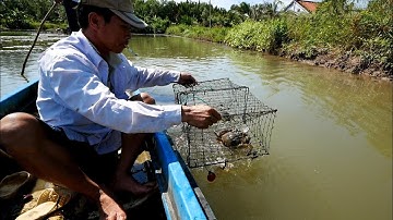 Theo Người Dân Cà Mau Đặt Lợp Cua Biển 🦀 Du Lịch Miền Tây