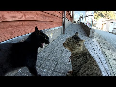 黒猫とキジトラ猫がお店の前で大喧嘩！