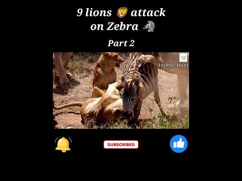 Wild Animals hunting videos Lions 🦁attack on zebra 🦓 | Animal Hunt