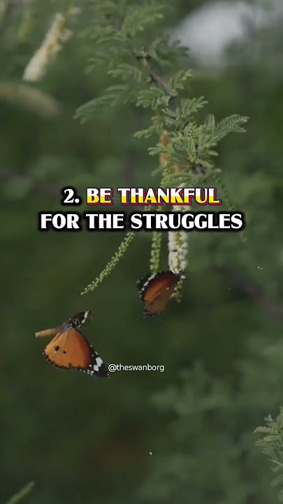 Always Be Grateful 🙏 #shortsfeed2025 #motivationalvideo #@theswanborg #begratefulforwhatyouhave