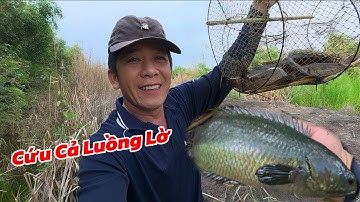 Thăm Hai Luồng Lờ Mai Mắn Trúng Vài Cái Cứu Cả Luồng Lờ / Định Nguyễn Hậu Giang