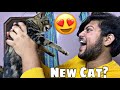 MY NEW PET😱😻| RESCUED A CAT