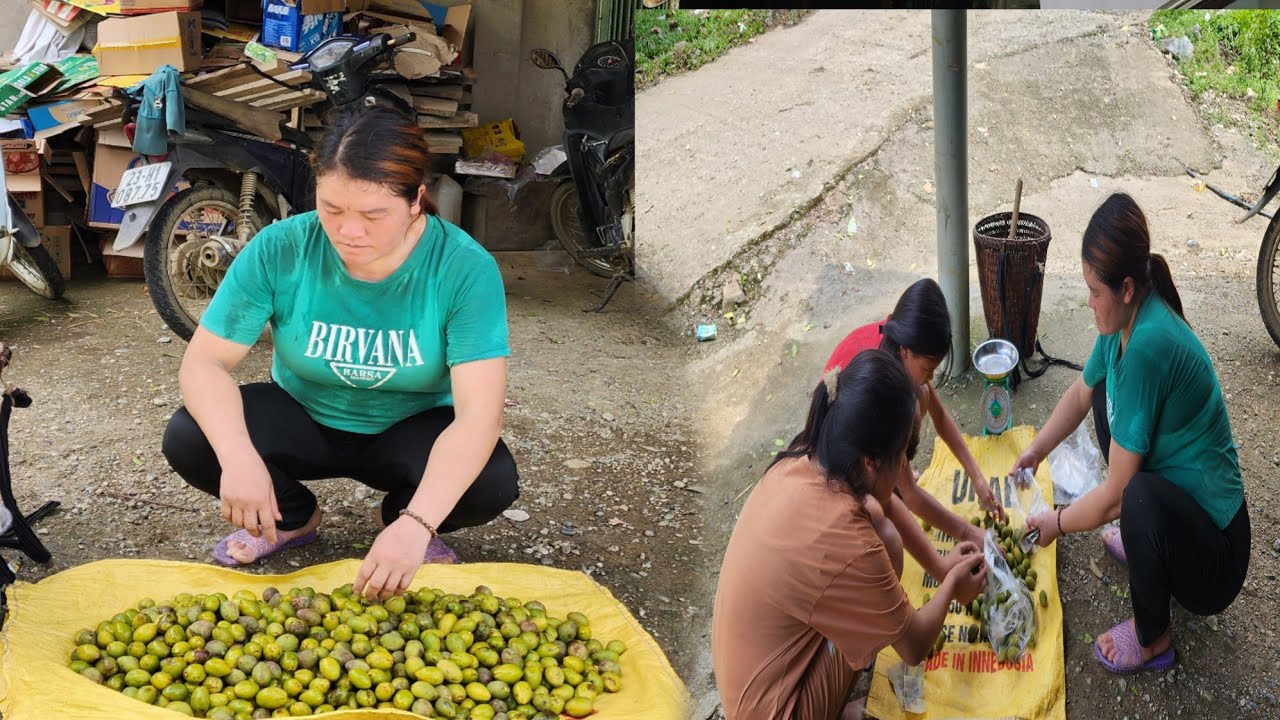 A single mother harvests canarium fruit and brings it to the market to ...