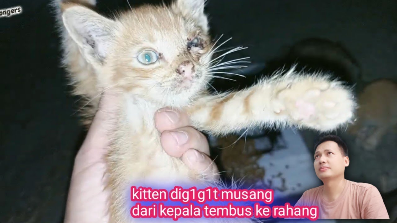 ASTAGHFIRULLAH ❗Miris Sekali Nasib Kucing Jalanan, Kitten Ini Nyaris di Makan Musang 😭
