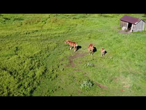3 horses seen from the sky (Mavic Mini drone)