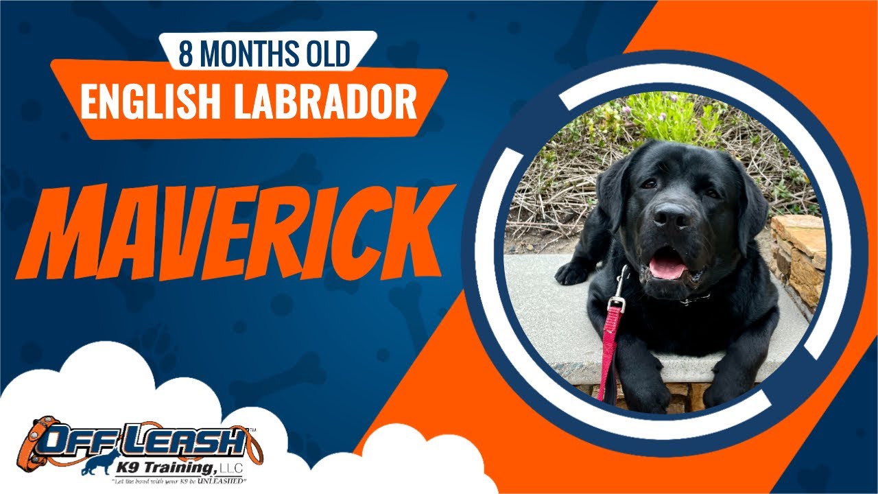 English Labrador 🐶🦮Off leash Dog Training / Obedience Training 🦮🐶 YouTube