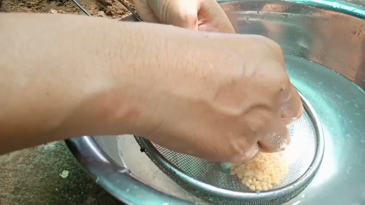 បណ្ដុះគ្រាប់ត្របែកតែរយះពេល២០ថ្ងៃ