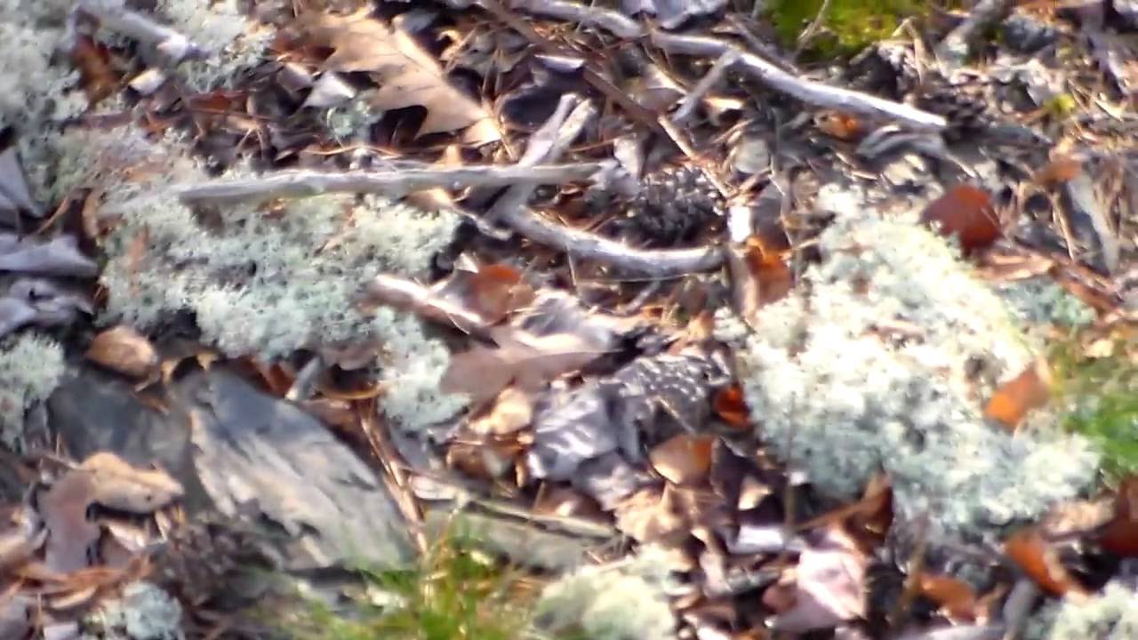 Macrolichens - Bush Like or Leafy Cyanobacteria