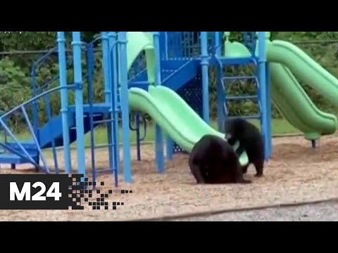 Детские шалости! Медвежата атаковали детскую площадку в США - Москва 24