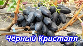 Чёрный Кристалл 15.09.2020