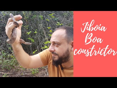 Jiboia Boa constrictor filhotinho | Biólogo Henrique